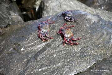 Un paseo con ensoñación en el inicio del verano por la costa de Telde (Reportaje gráfico Jesús Ruiz Mesa)